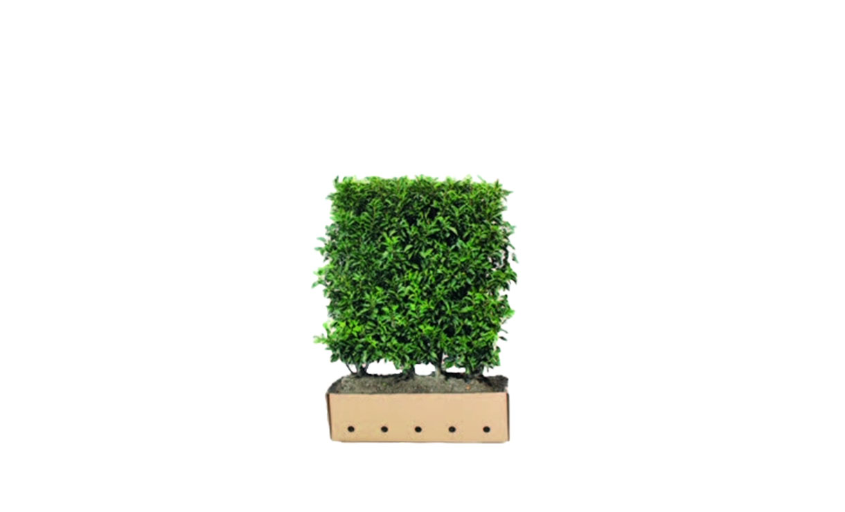 Quickhedge Portugese laurier 120 cm - Prunus lusitanica 'Angustifolia' • Gras en Groen Winkel